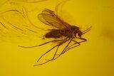 mm Fossil Fly & Wasp In Baltic Amber #123412-1